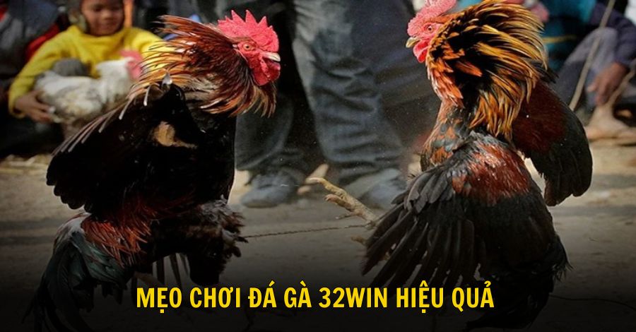 Khám phá các mẹo hay giúp dự đoán đá gà chính xác tại 32win